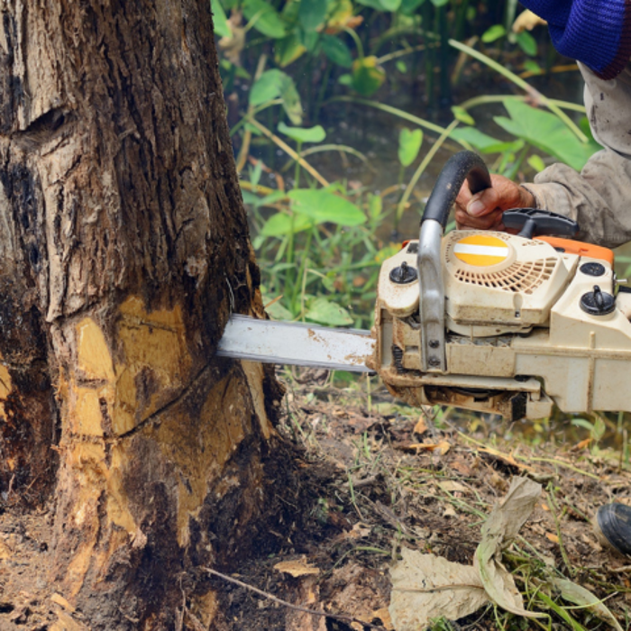 Salas Tree Service - Tucker, GA