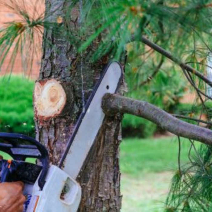 Salas Tree Service - Tucker, GA