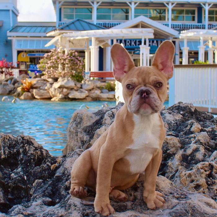 Legendary Kennels - Lakeland, FL