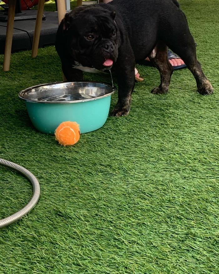 Legendary Kennels - Lakeland, FL