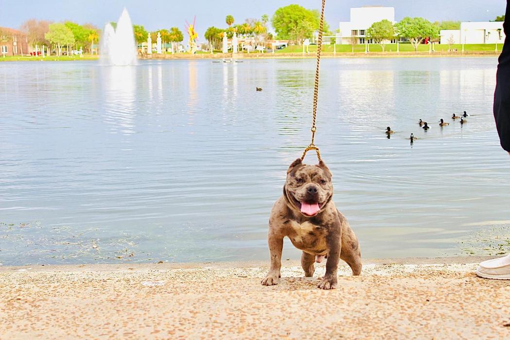Legendary Kennels - Lakeland, FL