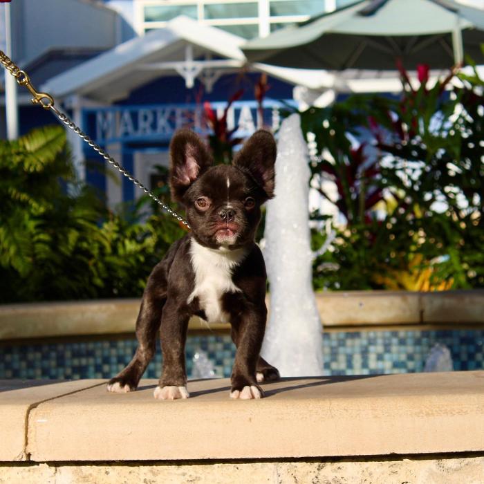 Legendary Kennels - Lakeland, FL