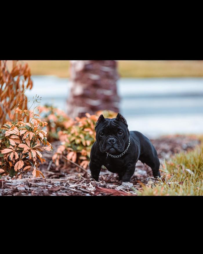 Legendary Kennels - Lakeland, FL