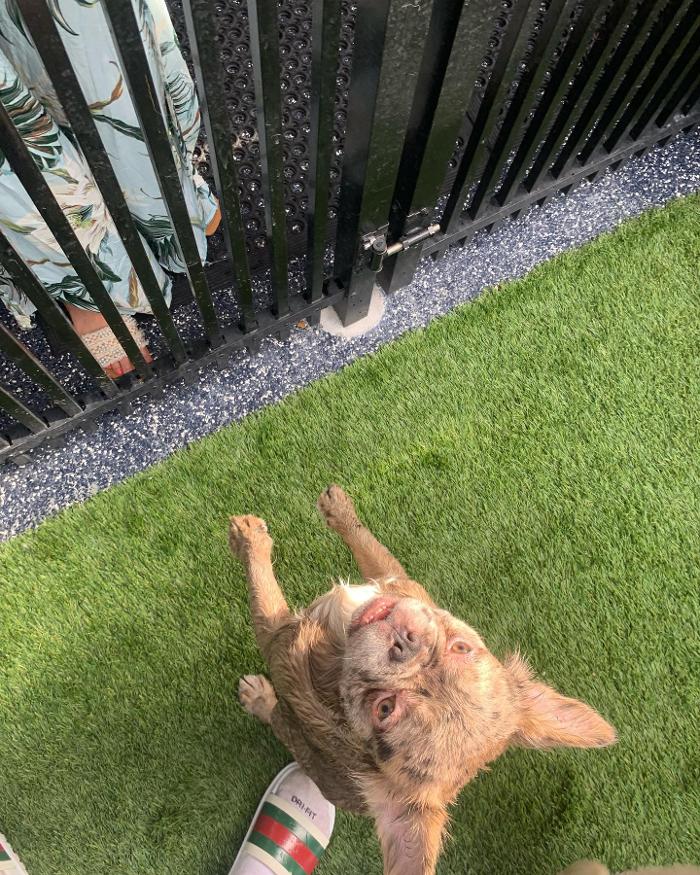 Legendary Kennels - Lakeland, FL