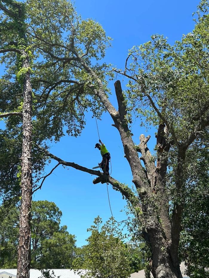 2 Tree Fellers - Port Saint Lucie, FL