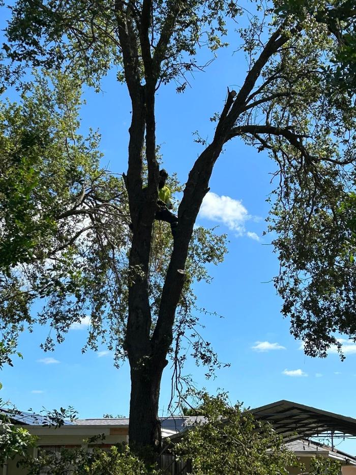 2 Tree Fellers - Port Saint Lucie, FL