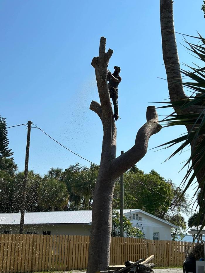 2 Tree Fellers - Port Saint Lucie, FL