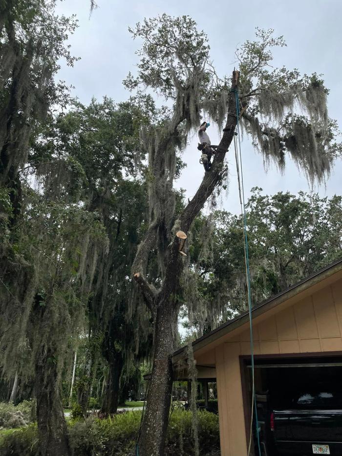 2 Tree Fellers - Port Saint Lucie, FL