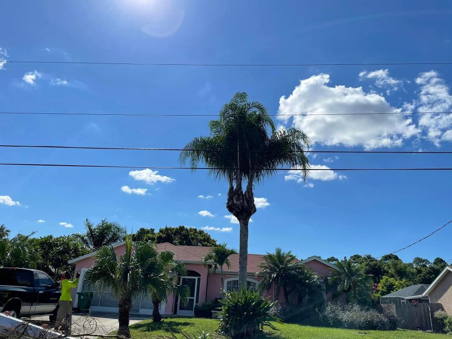2 Tree Fellers - Port Saint Lucie, FL