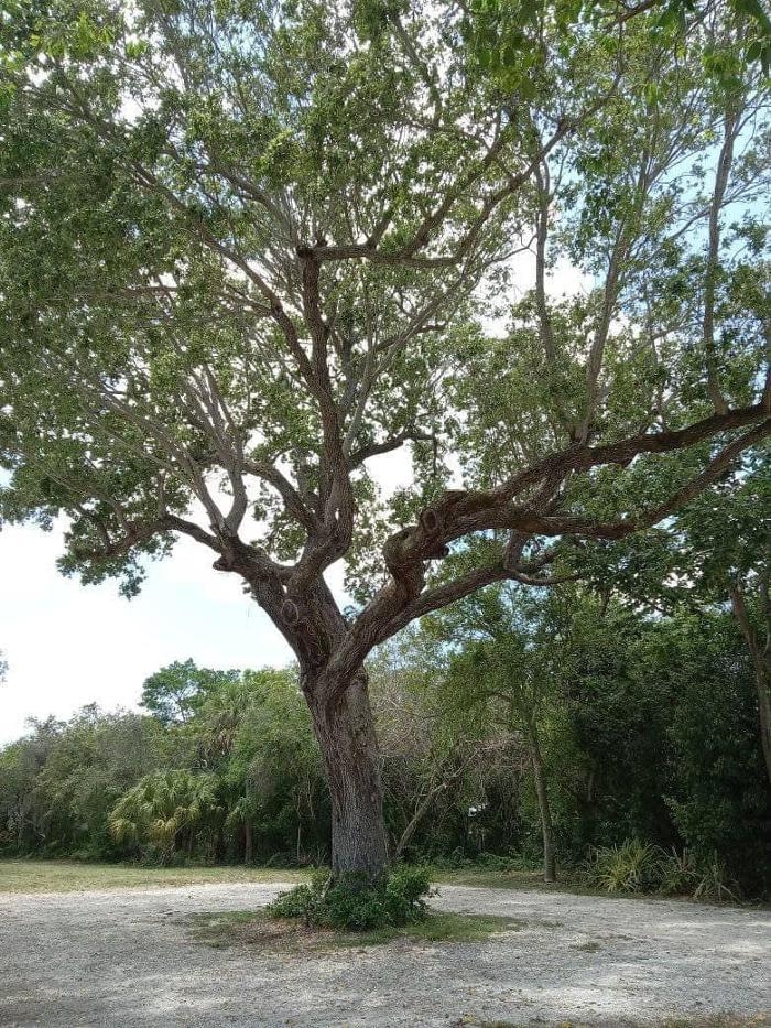 2 Tree Fellers - Port Saint Lucie, FL