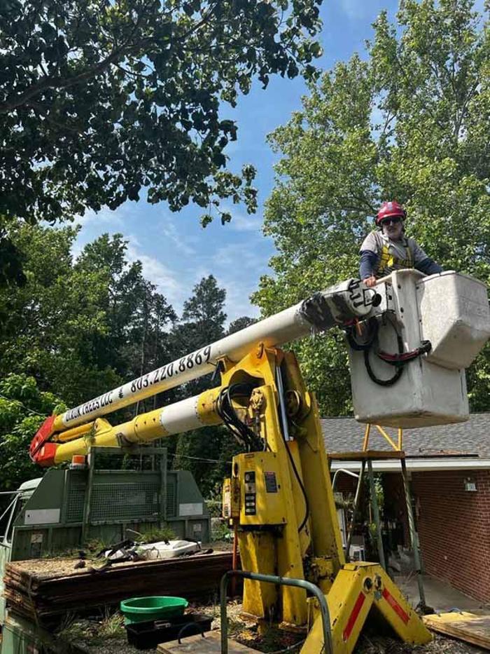 Dixon Trees - Lexington, SC