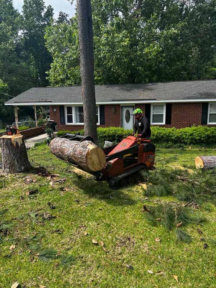 Dixon Trees - Lexington, SC