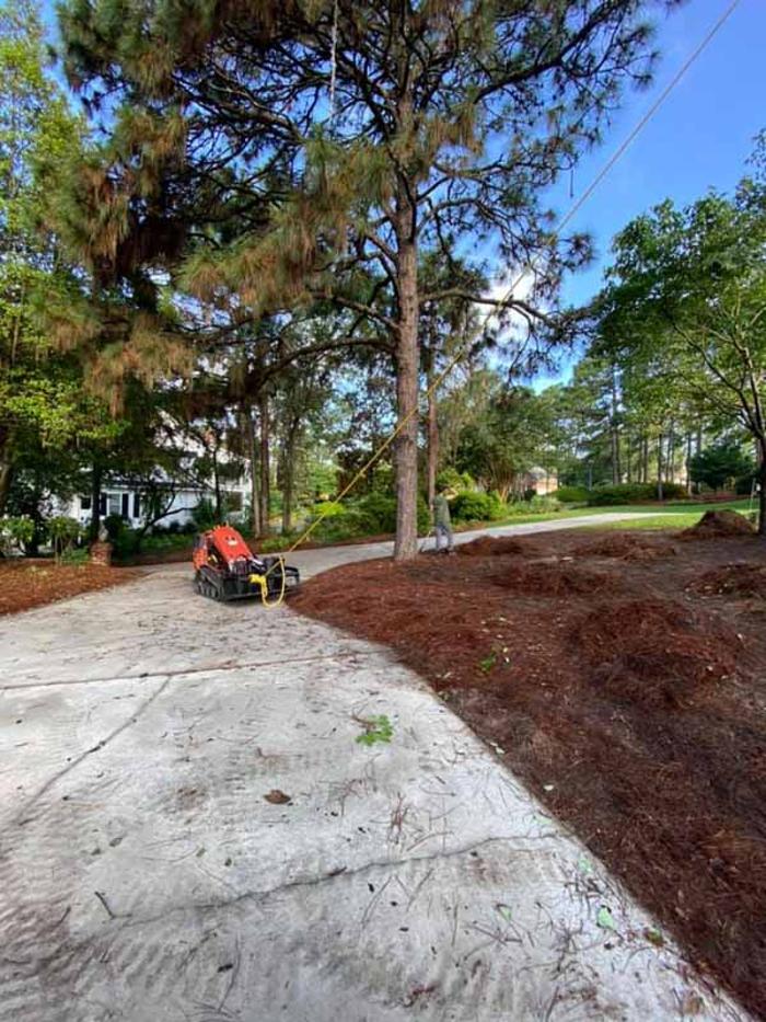 Dixon Trees - Lexington, SC