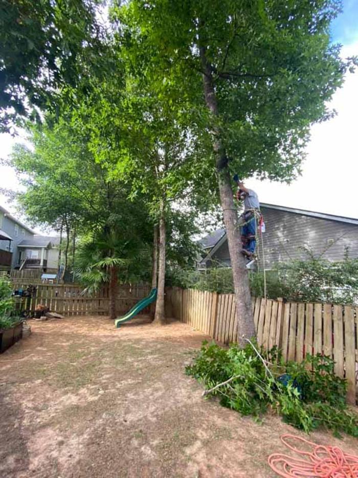 Dixon Trees - Lexington, SC