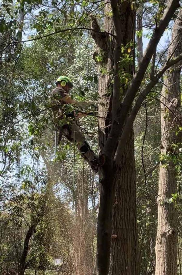 Dixon Trees - Lexington, SC