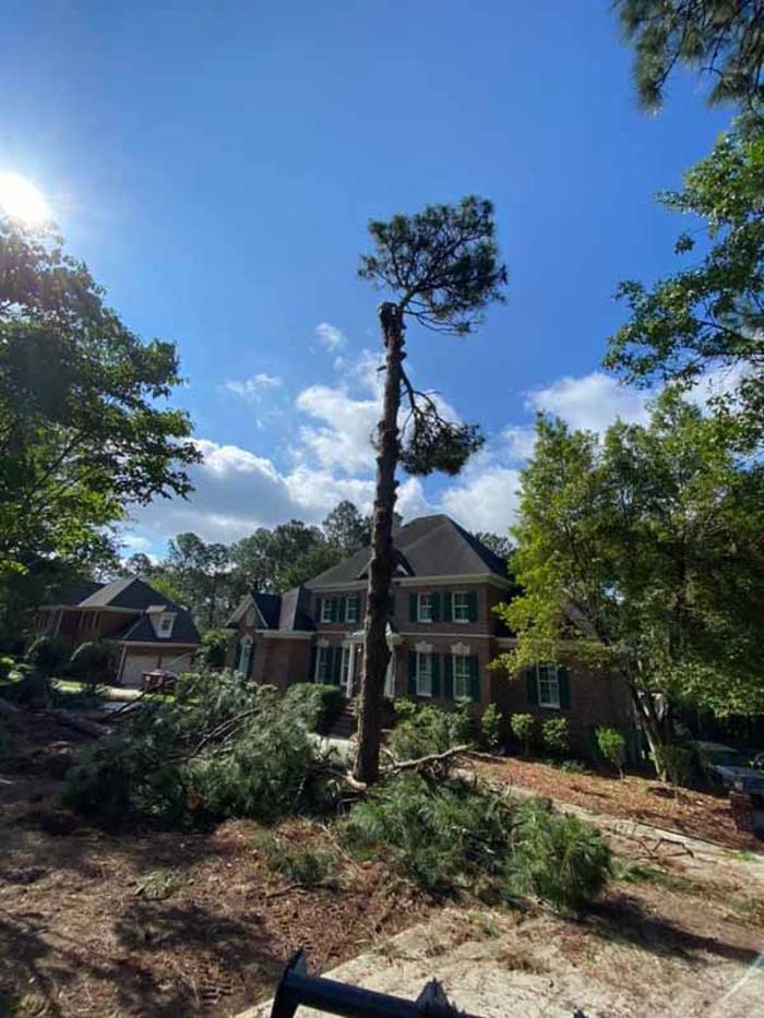 Dixon Trees - Lexington, SC