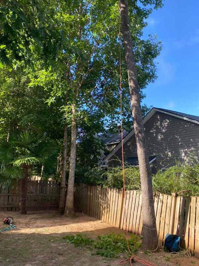 Dixon Trees - Lexington, SC