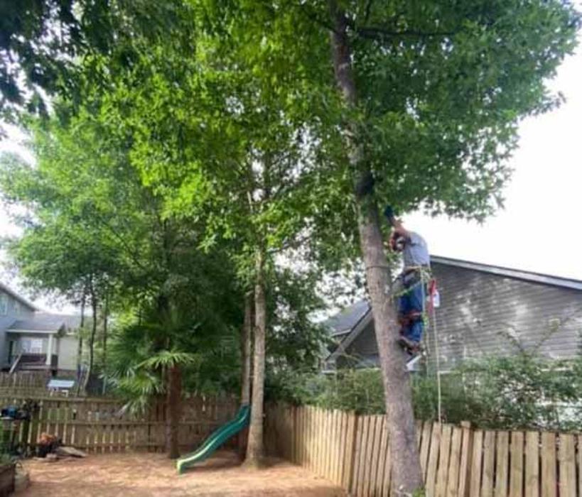 Dixon Trees - Lexington, SC