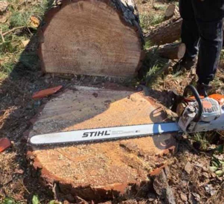 Dixon Trees - Lexington, SC