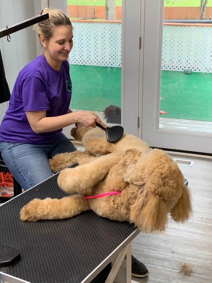 Pawtown Pet Resort - Madison, AL
