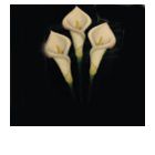 Funérarium et Salle D'hommage chambre funéraire