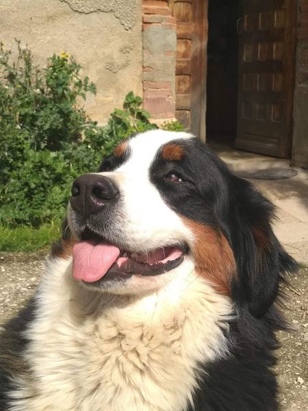 Le Grand Cèdre élevage de chiens, de chats