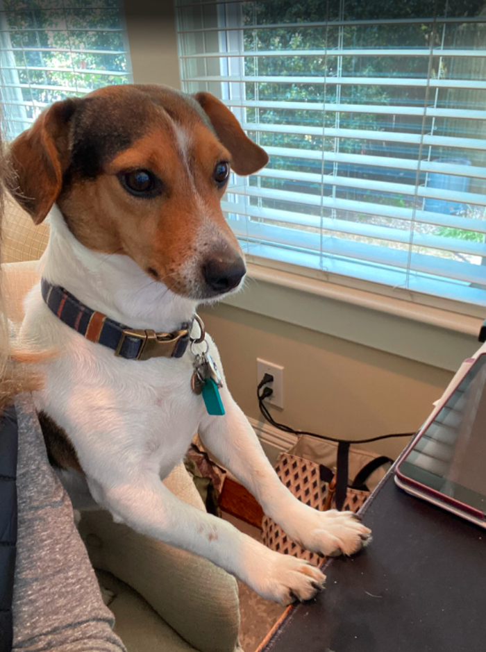 Sayrebrook Veterinary Hospital