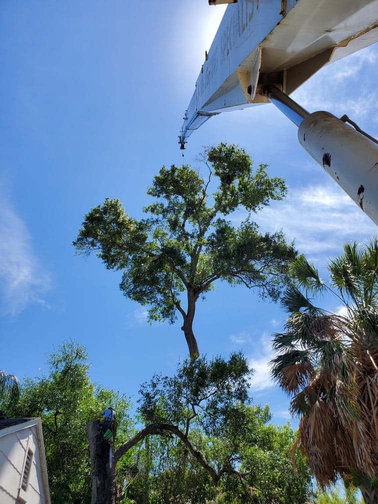 Image 8 | Greater Bay Area Tree & Arborist Services