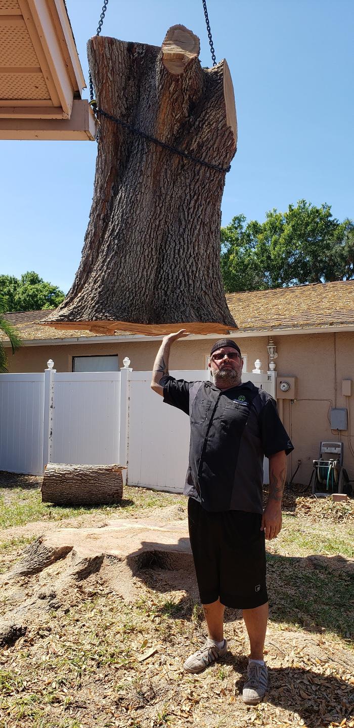 Greater Bay Area Tree & Arborist Services Image