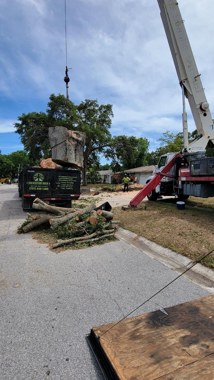 Greater Bay Area Tree & Arborist Services Image