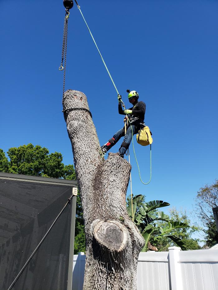 Greater Bay Area Tree & Arborist Services Image