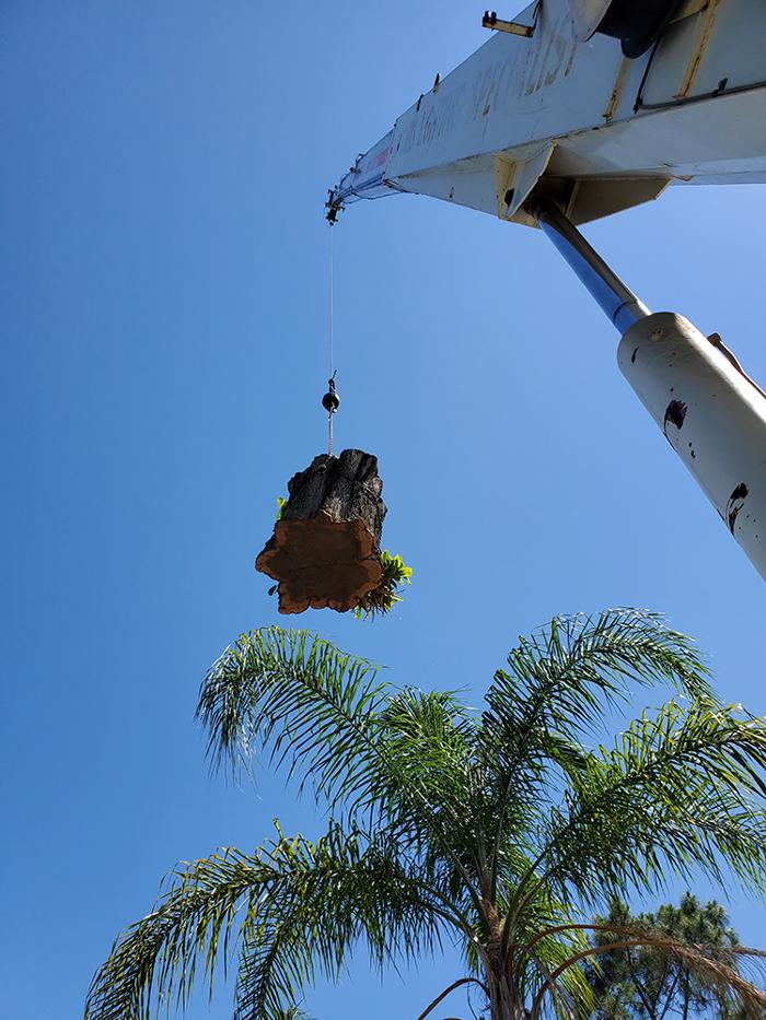 Greater Bay Area Tree & Arborist Services Image