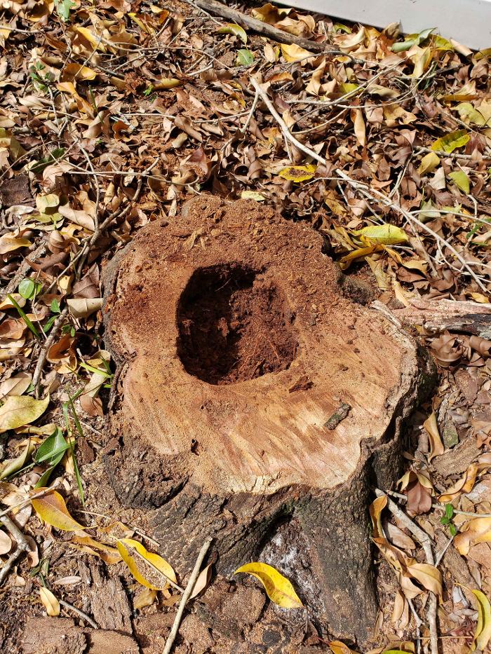 Greater Bay Area Tree & Arborist Services Image