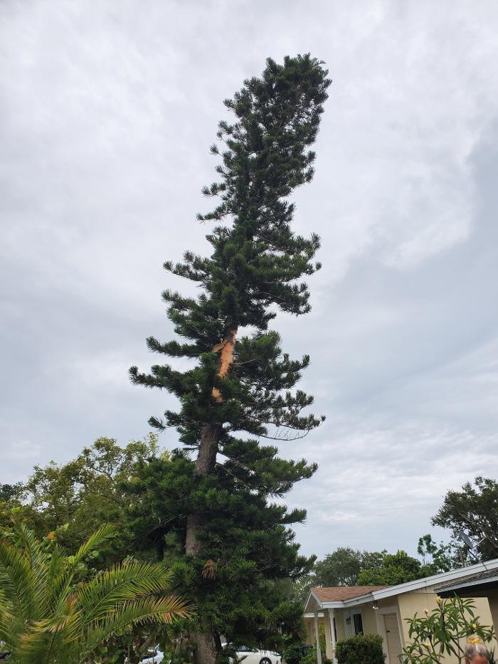 Greater Bay Area Tree & Arborist Services Image