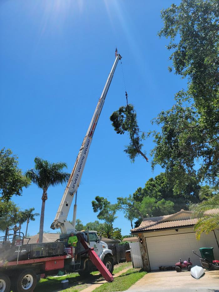 Greater Bay Area Tree & Arborist Services Image