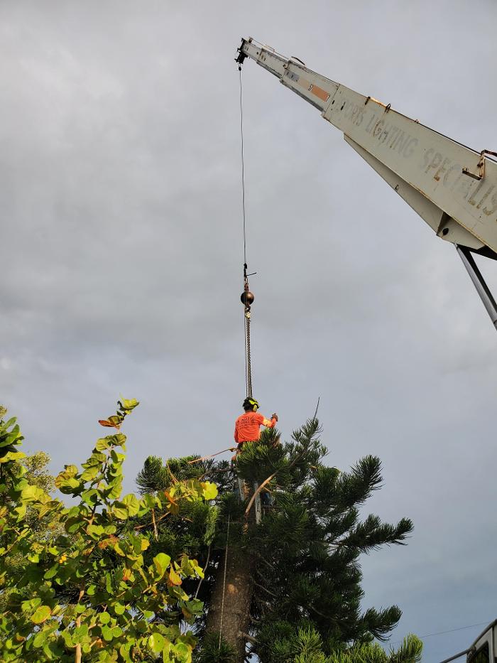 Greater Bay Area Tree & Arborist Services Image