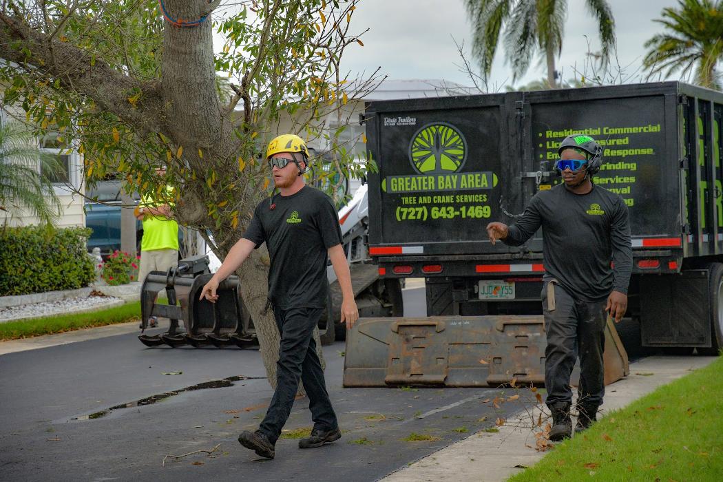 Greater Bay Area Tree & Arborist Services Image