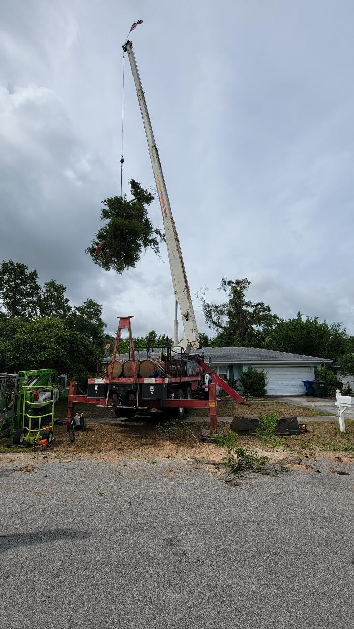 Greater Bay Area Tree & Arborist Services Image