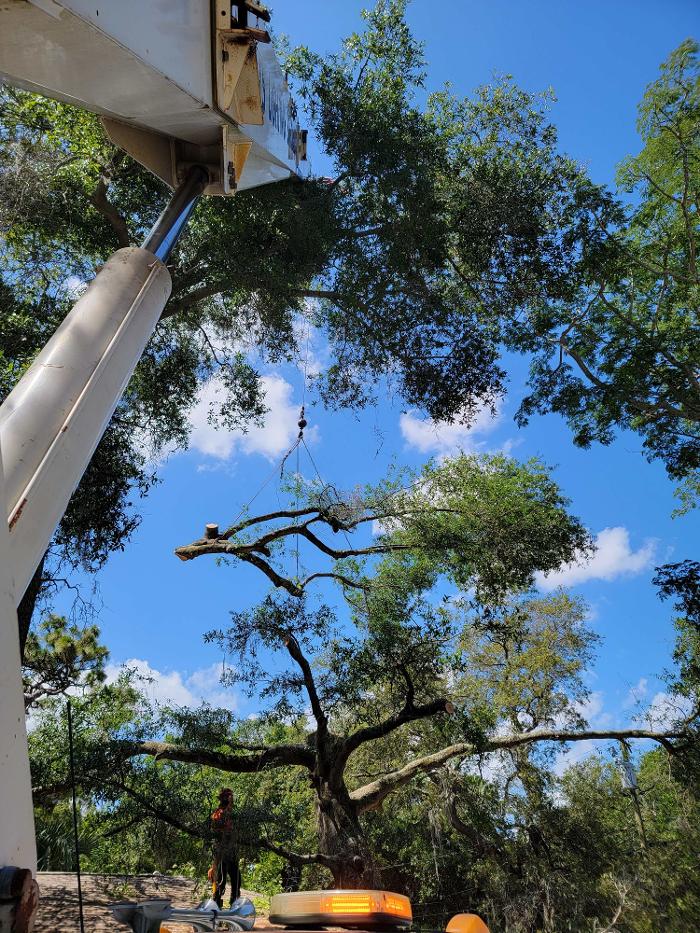 Greater Bay Area Tree & Arborist Services Image