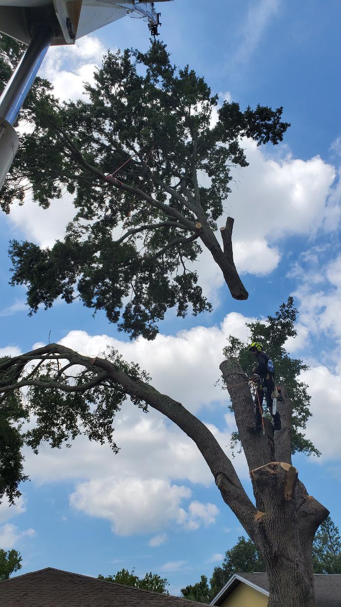 Greater Bay Area Tree & Arborist Services Image