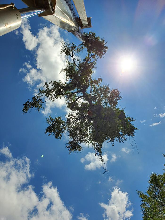 Greater Bay Area Tree & Arborist Services Image