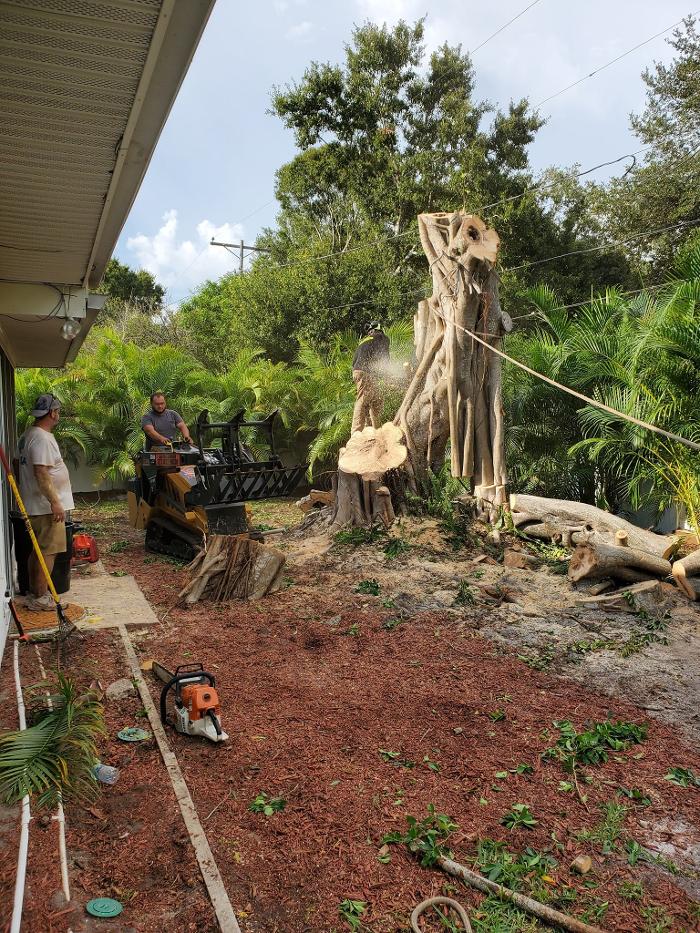 Greater Bay Area Tree & Arborist Services Image