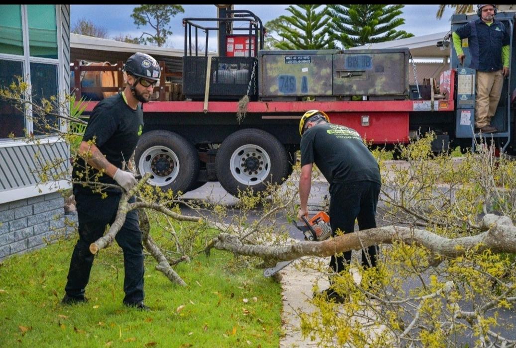 Greater Bay Area Tree & Arborist Services Image