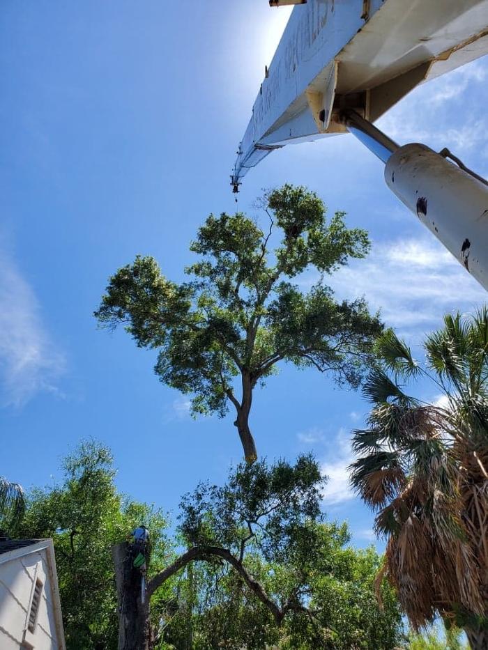 Greater Bay Area Tree & Arborist Services Image