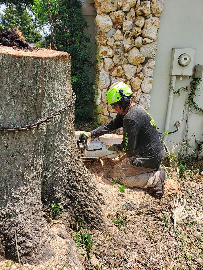 Greater Bay Area Tree & Arborist Services Image