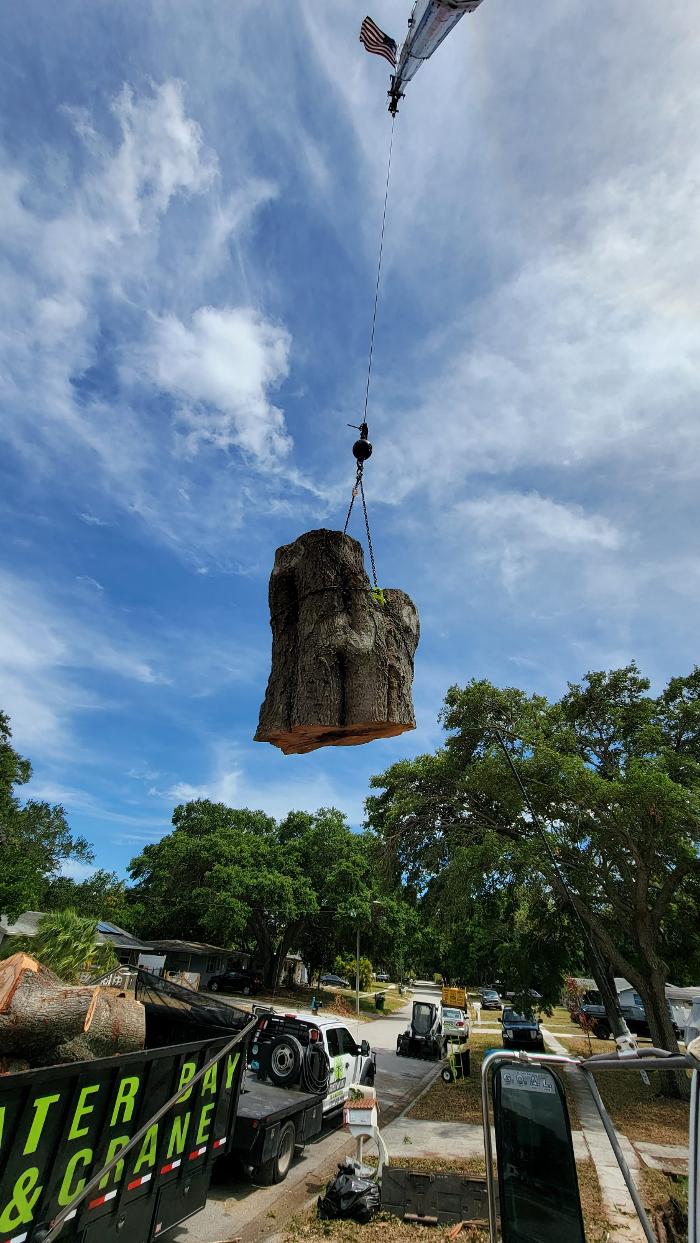 Greater Bay Area Tree & Arborist Services Image