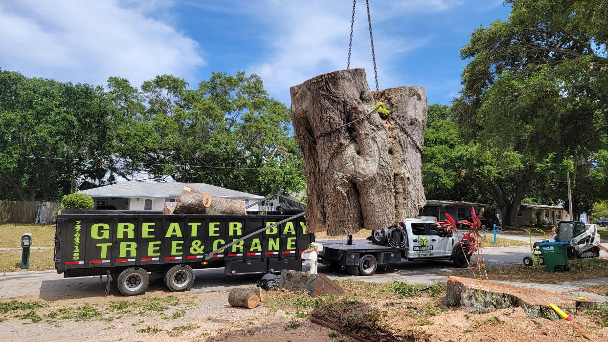 Greater Bay Area Tree & Arborist Services Image