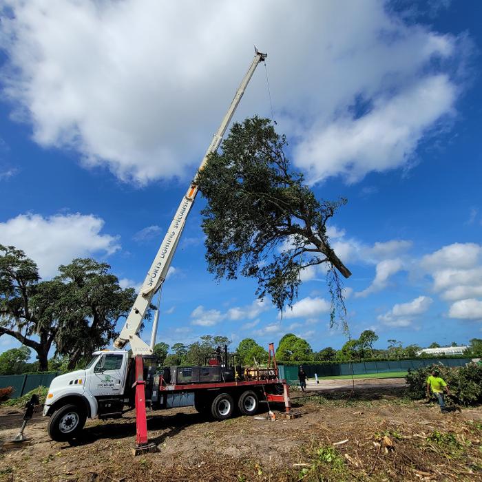 Greater Bay Area Tree & Arborist Services Image