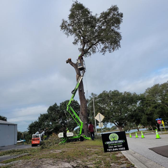 Greater Bay Area Tree & Arborist Services Image