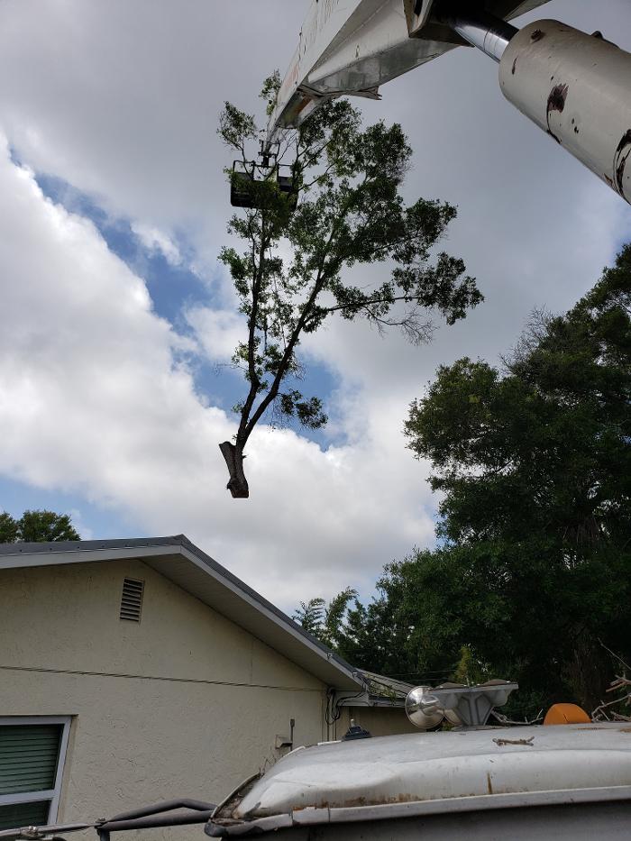 Greater Bay Area Tree & Arborist Services Image